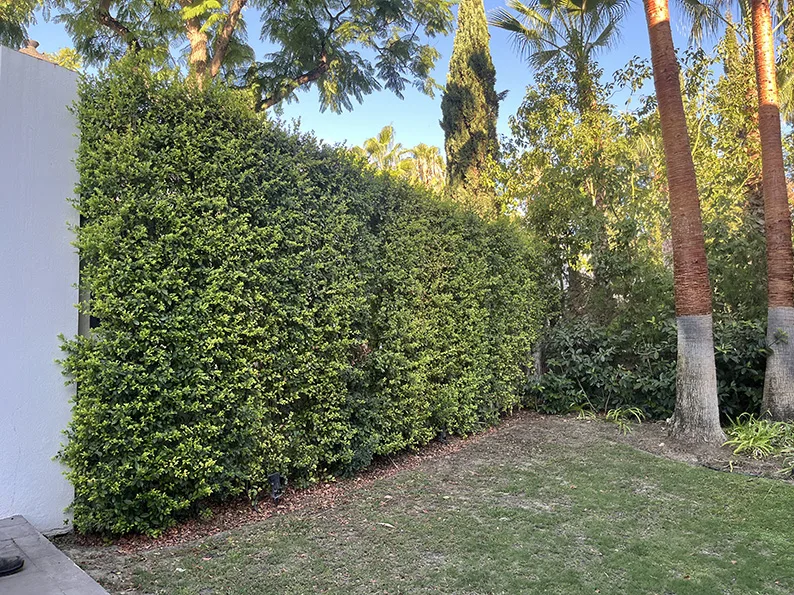 Casa Estepona garden: view 3 from the photographic archive
