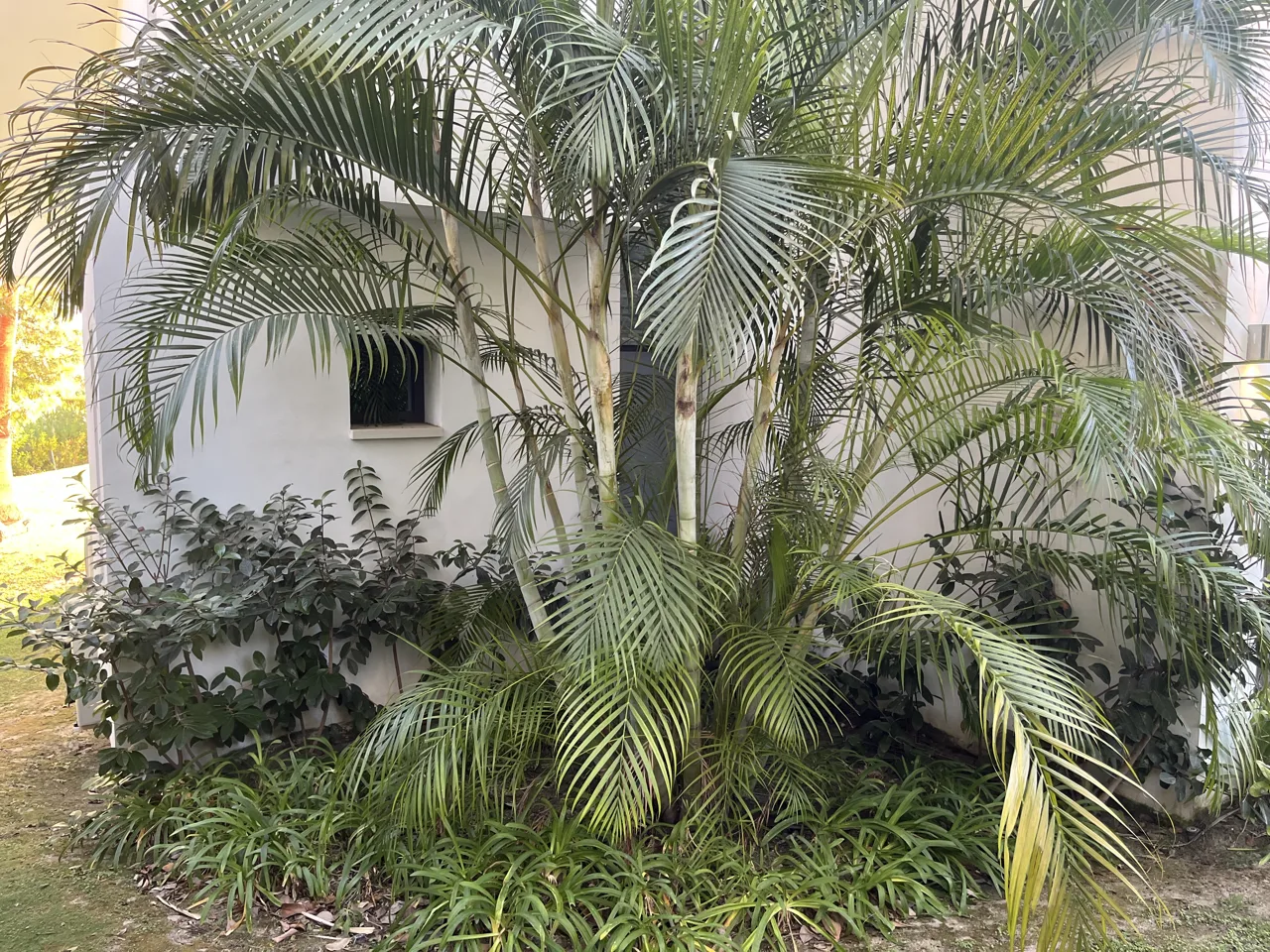 Casa Estepona garden: view 5 from the photographic archive